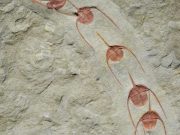 Queuing for eternity Fossils show lining up is primal urge
