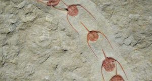 Queuing for eternity Fossils show lining up is primal urge