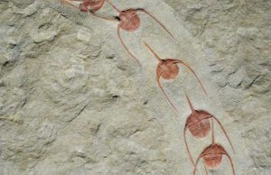 Queuing for eternity Fossils show lining up is primal urge