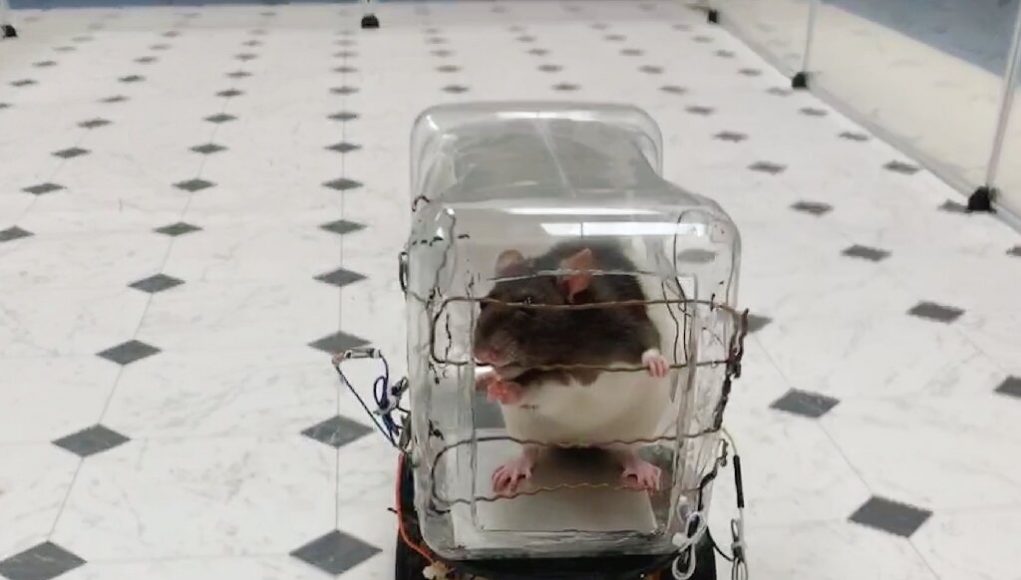 Rats trained to drive tiny cars find it relaxing scientists report