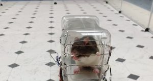 Rats trained to drive tiny cars find it relaxing scientists report