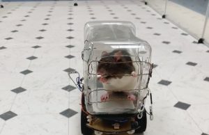 Rats trained to drive tiny cars find it relaxing scientists report