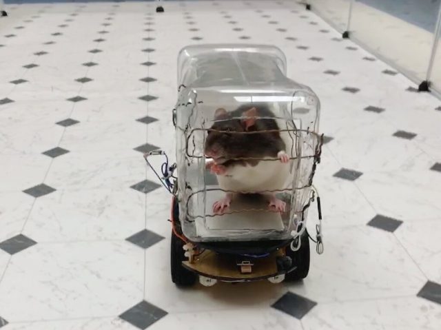 Rats trained to drive tiny cars find it relaxing scientists report Rats trained to drive tiny cars find it relaxing scientists report