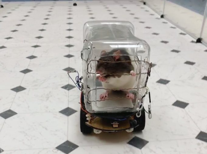 Rats trained to drive tiny cars find it relaxing scientists report