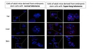 Researchers obtain the first mice born with hyper long telomeres 1