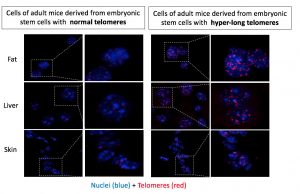Researchers obtain the first mice born with hyper long telomeres 1