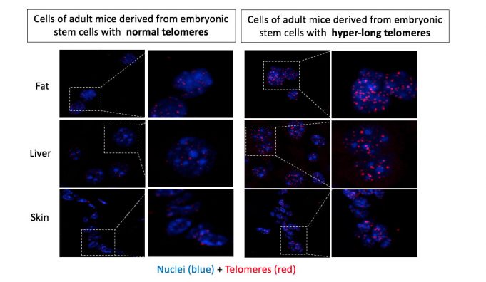 Researchers obtain the first mice born with hyper-long telomeres Researchers obtain the first mice born with hyper long telomeres 1
