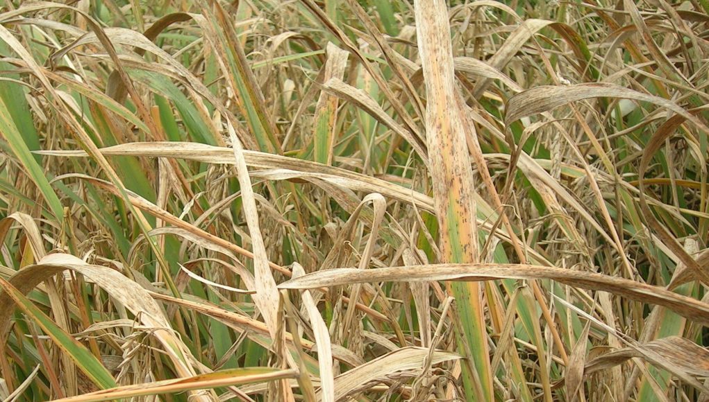 Rice blast fungus discovery will drive crop innovation