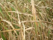 Rice blast fungus discovery will drive crop innovation Rice blast fungus discovery will drive crop innovation