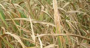 Rice blast fungus discovery will drive crop innovation