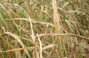 Rice blast fungus discovery will drive crop innovation