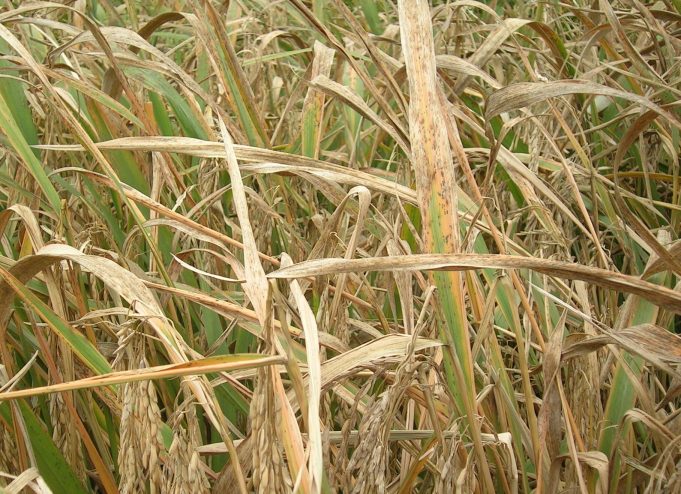Rice blast fungus discovery will drive crop innovation