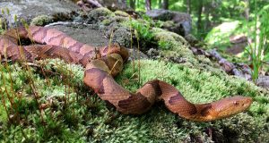 Severe drought shuts down reproduction in copperhead snakes study finds