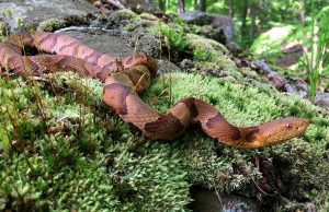 Severe drought shuts down reproduction in copperhead snakes study finds