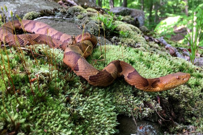 Severe drought shuts down reproduction in copperhead snakes study finds