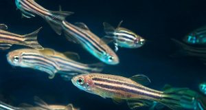 Special cells contribute to regenerate the heart in zebrafish