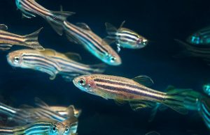 Special cells contribute to regenerate the heart in zebrafish