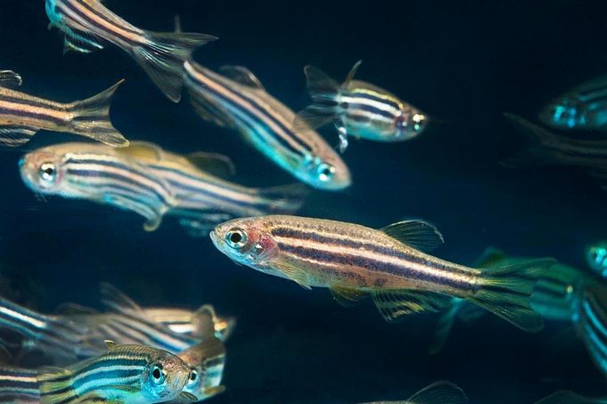Special cells contribute to regenerate the heart in zebrafish