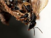 Stingless bee species depend on a complex fungal community to survive