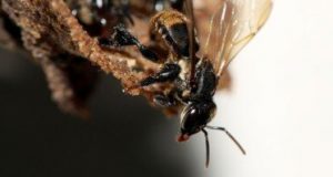 Stingless bee species depend on a complex fungal community to survive