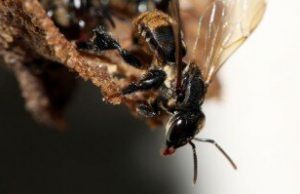 Stingless bee species depend on a complex fungal community to survive