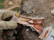 Study finds prehistoric humans ate bone marrow like canned soup 400000 years ago