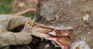 Study finds prehistoric humans ate bone marrow like canned soup 400000 years ago
