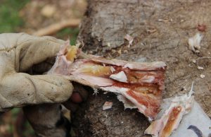 Study finds prehistoric humans ate bone marrow like canned soup 400000 years ago