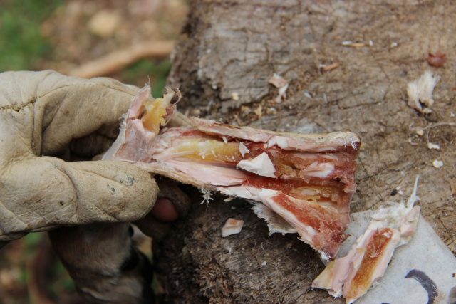 Study finds prehistoric humans ate bone marrow like canned soup 400000 years ago