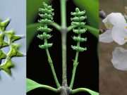 Study provides framework for one billion years of green plant evolution