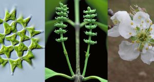 Study provides framework for one billion years of green plant evolution