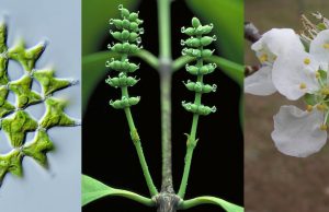 Study provides framework for one billion years of green plant evolution