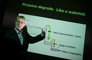Study reveals how collapse of protein processes is driver of aging and death