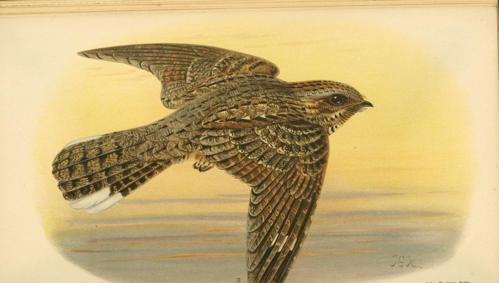 The lunar cycle drives the nightjars migration