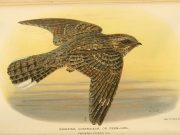 The lunar cycle drives the nightjar’s migration The lunar cycle drives the nightjars migration
