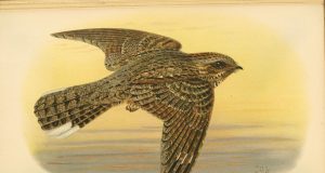 The lunar cycle drives the nightjars migration
