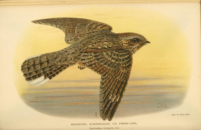 The lunar cycle drives the nightjars migration