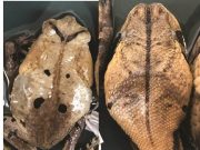 Toad disguises itself as deadly viper to avoid attack