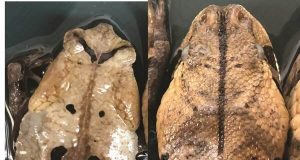 Toad disguises itself as deadly viper to avoid attack
