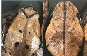 Toad disguises itself as deadly viper to avoid attack