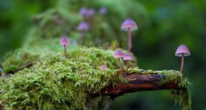 Underground fungal relationships key to thriving plants