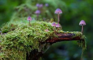 Underground fungal relationships key to thriving plants