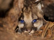 Whole genome sequencing could help save pumas from inbreeding