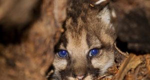 Whole genome sequencing could help save pumas from inbreeding