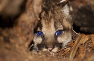 Whole genome sequencing could help save pumas from inbreeding