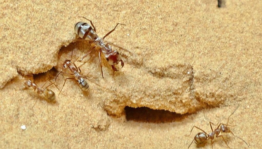 Worlds fastest ant hits recording breaking speed of 855