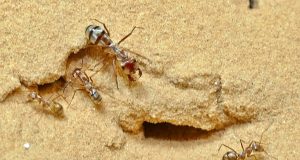 Worlds fastest ant hits recording breaking speed of 855