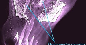 cropped 250millionyearold evolutionary remnants seen in muscles of human embryos