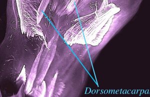 250-million-year-old evolutionary remnants seen in muscles of human embryos cropped 250millionyearold evolutionary remnants seen in muscles of human embryos