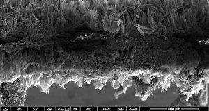 cropped Bacteria trapped—and terminated—by graphene filter